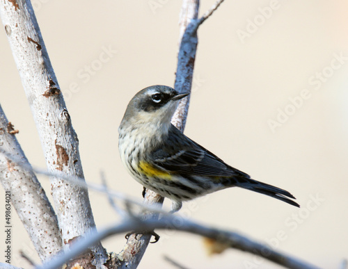 Yellow-rumped Warbler photo