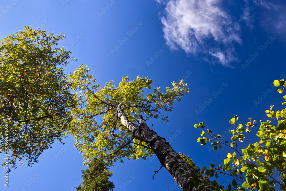 A tall tree in the jungle rising to touch the sky - Ouimet Canyon, Thunder Bay, ON, Canada A tall tree in the jungle rising to touch the sky - Ouimet Canyon, Thunder Bay, ON, Canada
