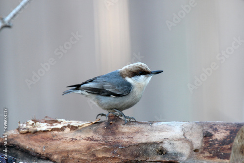 Brown-headed Nuthatch photo