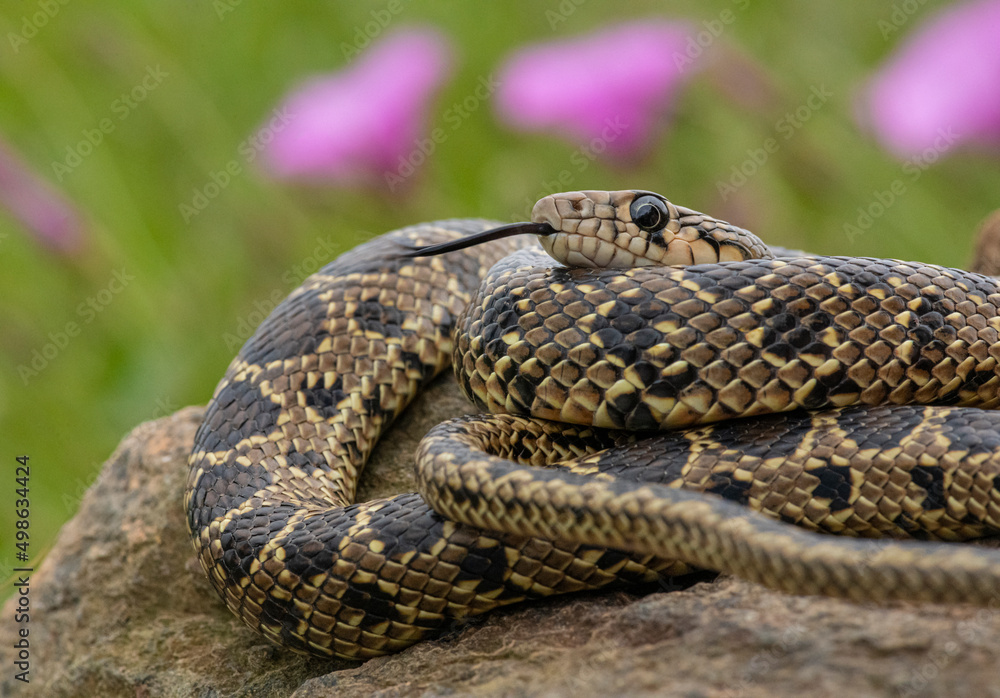Horseshoe Whip Snake (Hemorrhois hippocrepis) closeup photography. Snake in its environment.
Culebra de herradura (Hemorrhois hippocrepis). Serpiente en su entorno. Horseshoe Whip Snake (Hemorrhois hippocrepis) closeup photography. Snake in its environment.
Culebra de herradura (Hemorrhois hippocrepis). Serpiente en su entorno.