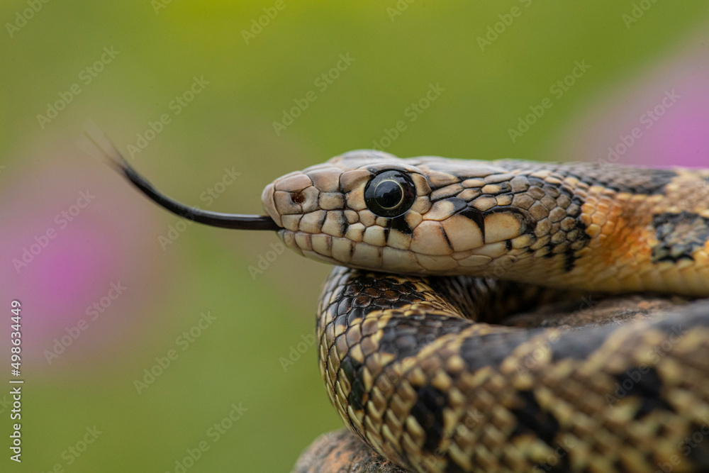 Obraz premium Horseshoe Whip Snake (Hemorrhois hippocrepis) head closeup photography. Snake in its environment.Culebra de herradura (Hemorrhois hippocrepis). Detalle de la cabeza de una serpiente en su entorno.