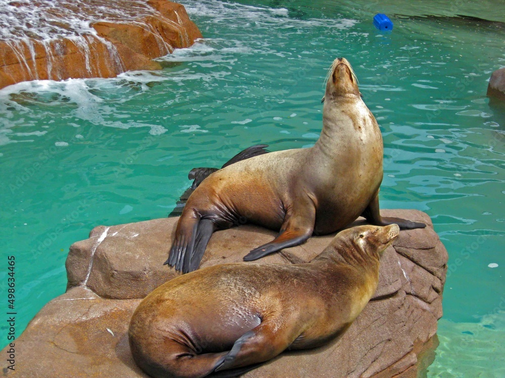Fototapeta premium seal