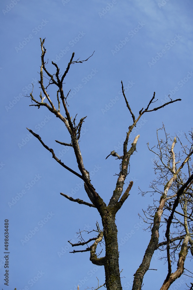 Eiche, Oak in einem Wald aus abgestorbenen Bäumen Eiche, Oak in einem Wald aus abgestorbenen Bäumen