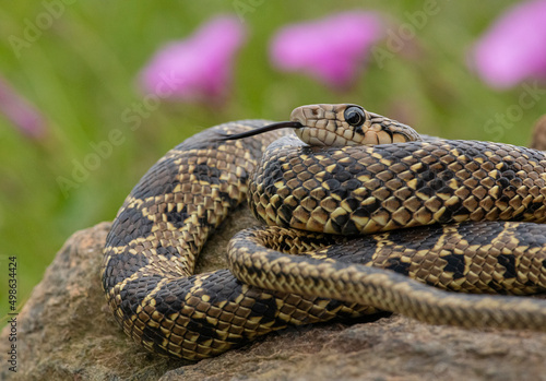 Horseshoe Whip Snake (Hemorrhois hippocrepis) closeup photography. Snake in its environment.

Culebra de herradura (Hemorrhois hippocrepis).  Serpiente en su entorno.
