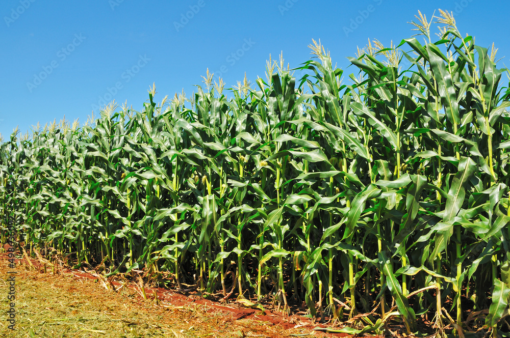 plantação de milho, milharal com céu azul plantação de milho, milharal com céu azul