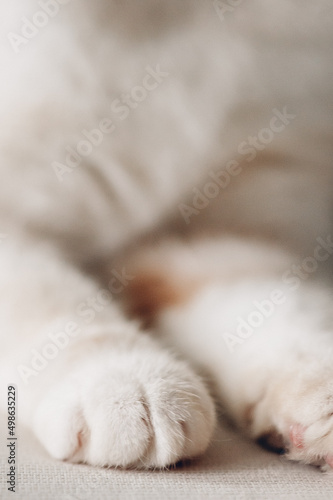 puppy sleeping on the bed. close up of a cat. portrait of a cat. white cat. portrait of a small kitten
