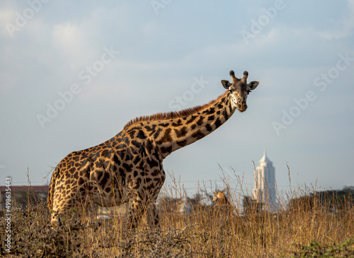 Fototapeta Naklejka Na Ścianę i Meble -  giraffe in Nairobi National Park Nairobi Kenya