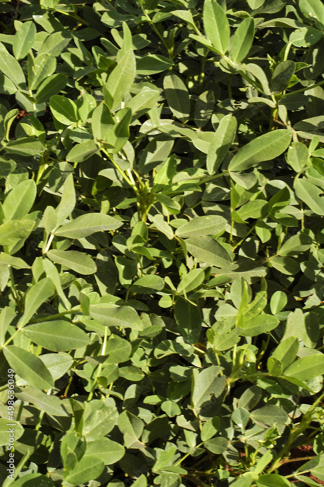 plantação de amendoim plantação de amendoim