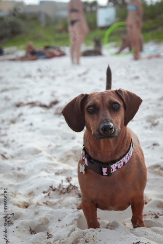 retrato de perro en playa