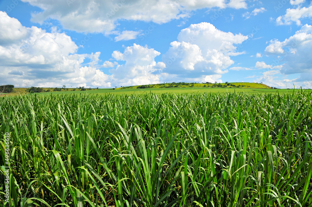 Cana de Açucar - Canavial.
