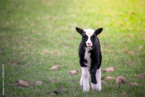 Cute black and white baby goat on the field