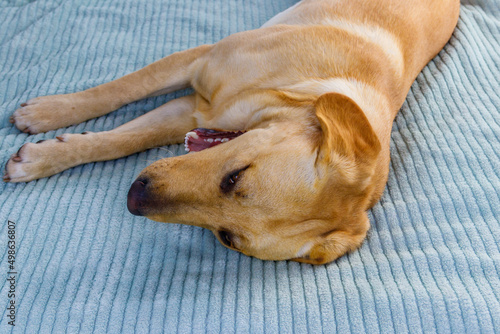 Cute labrador retriever dog lying on a bed © olyasolodenko