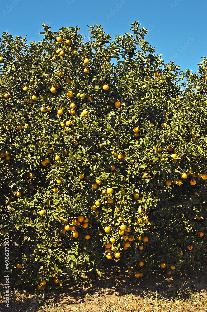 Laranjeira com frutos , laranja
