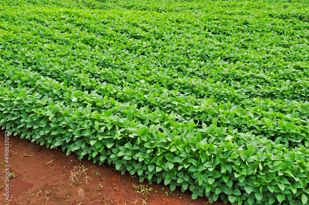 Soja , plantação de soja. Soja , plantação de soja.