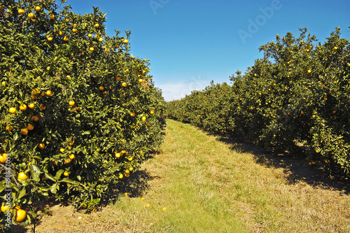 Fototapeta Naklejka Na Ścianę i Meble -  Laranjeira com frutos , laranja