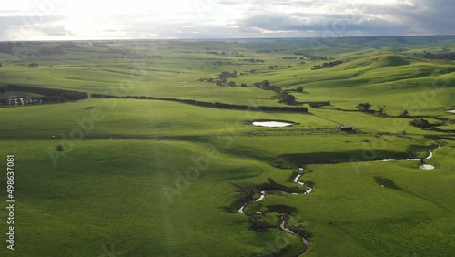 aerial drone footage of herding cows and calves grazing on grass in a field, in Australia. breeds of cattle include speckle park, murray grey, angus, brangus and wagyu on long pastures in spring photo