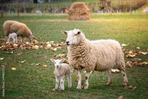Mother sheep with its baby on the farm