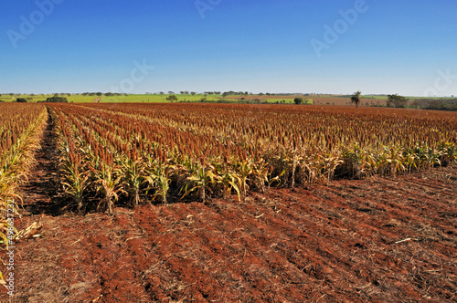 Campo de sorgo , plantação.