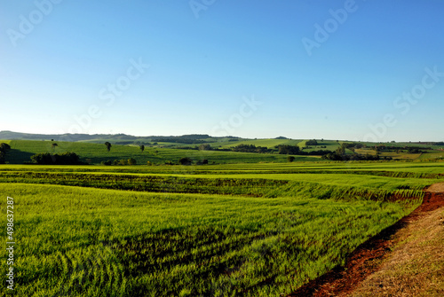 Plantação de trigo © Jr Studio Foto