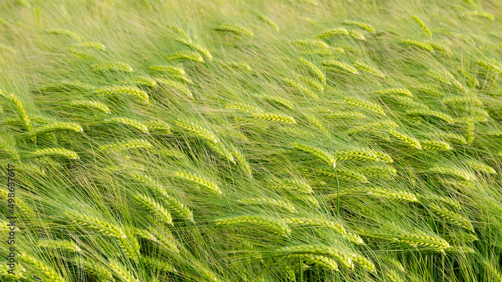 Landscape with barley field in the summer, close-up and selective focus, Germany Landscape with barley field in the summer, close-up and selective focus, Germany