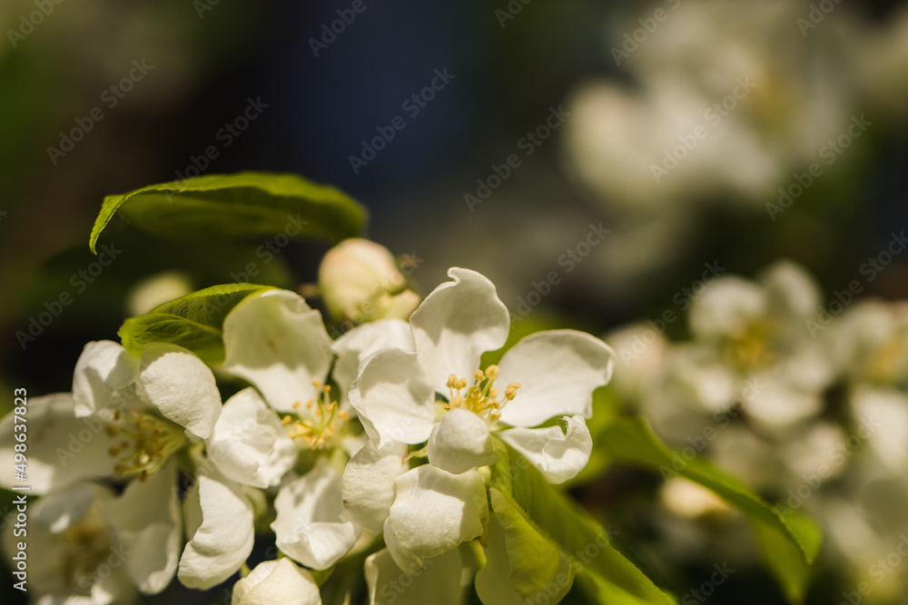 Apfelblüte Apfelblüte