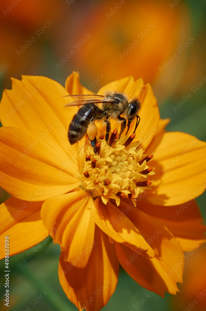 Bee on an orange flower of Cosmos collects nectar Bee on an orange flower of Cosmos collects nectar