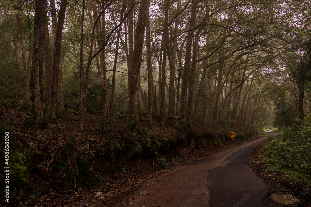 Fototapeta premium path in the forest