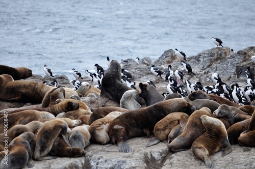 île des lions de mer, cormorans magellaniques et impériaux, Canal de Beagle, Terre de Feu, Patagonie, Ushuaia, Argentine