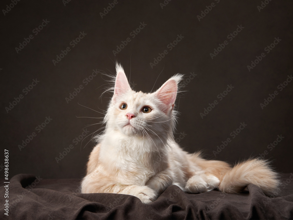 fawn Maine Coon Kitten on a dark. Pet on the background of the canvas. cat portrait in studio