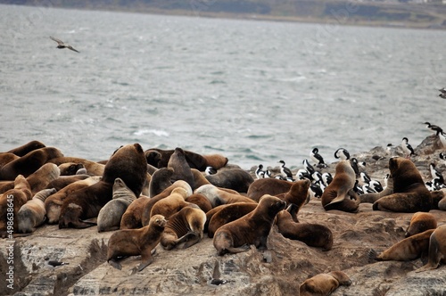 île des lions de mer, cormorans magellaniques et impériaux, Canal de Beagle, Terre de Feu, Patagonie, Ushuaia, Argentine photo