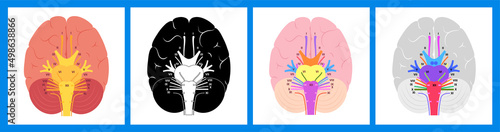 Cranial nerves diagram