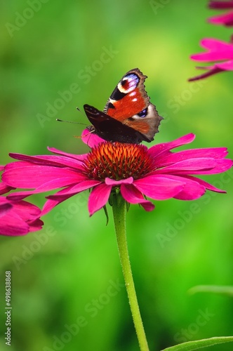 Beautiful summer flower scenery. Close up of a butterfly on a pink flower. Photo in shallow depth of field.