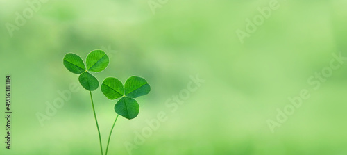 two clover leaves close up on abstract green natural background  . spring or summer season. Shamrock - symbol of St. Patrick holiday. banner. copy space