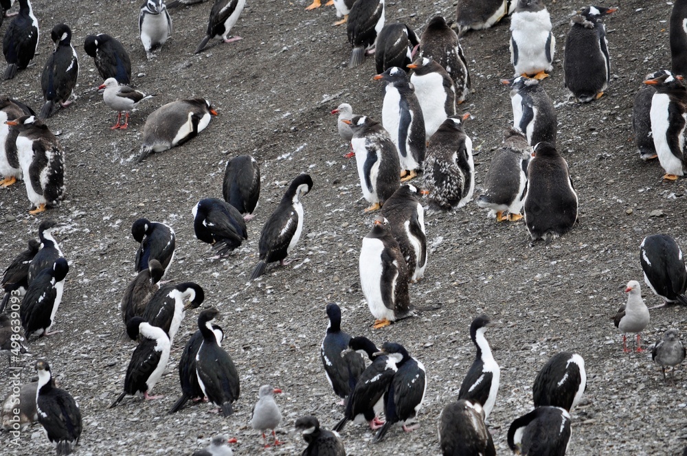 Pingouin, manchot, île Martillo, Patagonie, Terre de Feu, Ushuaia, Argentine - obrazy, fototapety, plakaty 