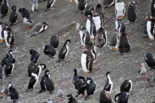 Pingouin, manchot, île Martillo, Patagonie, Terre de Feu, Ushuaia, Argentine