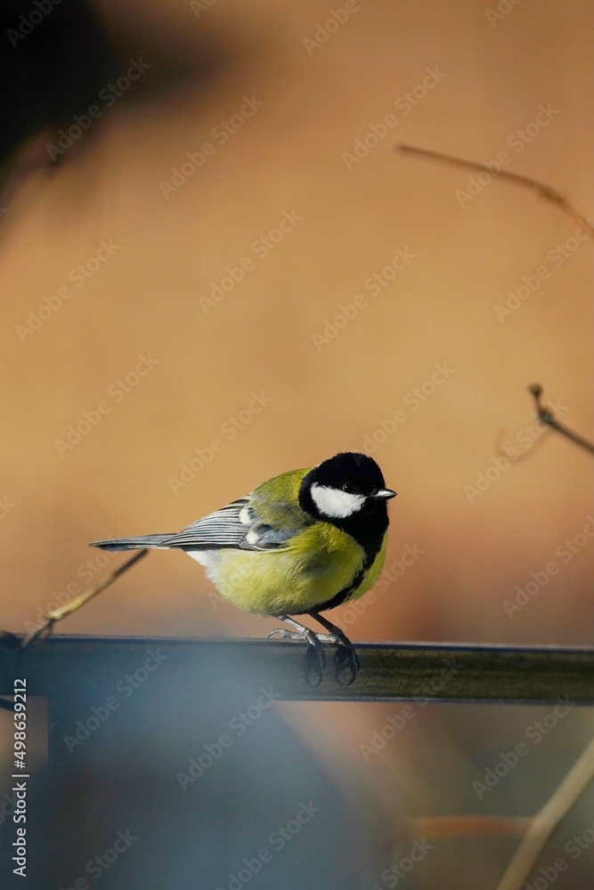 Cute Titmouse on a twig around the bird feeder in winter suburban forest