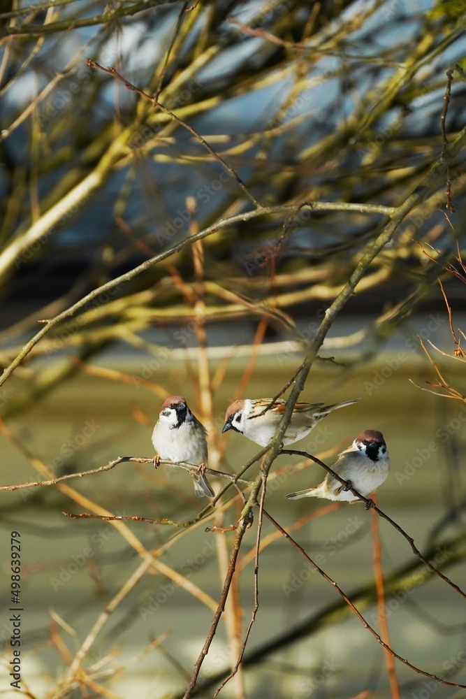 Cute sparrow on a twig around a bird feeder in a winter suburban forest