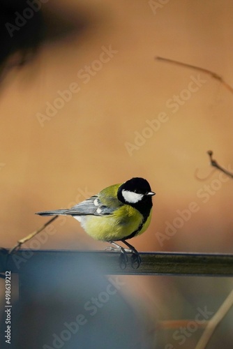 Obraz na płótnie Cute Titmouse on a twig around the bird feeder in winter suburban forest w salonie
