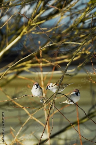 Obraz na płótnie Cute sparrow on a twig around a bird feeder in a winter suburban forest w salonie