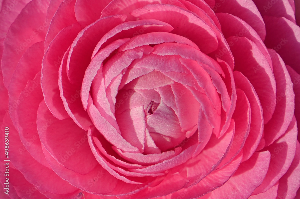 Macro de ranúnculo rosa Macro de ranúnculo rosa