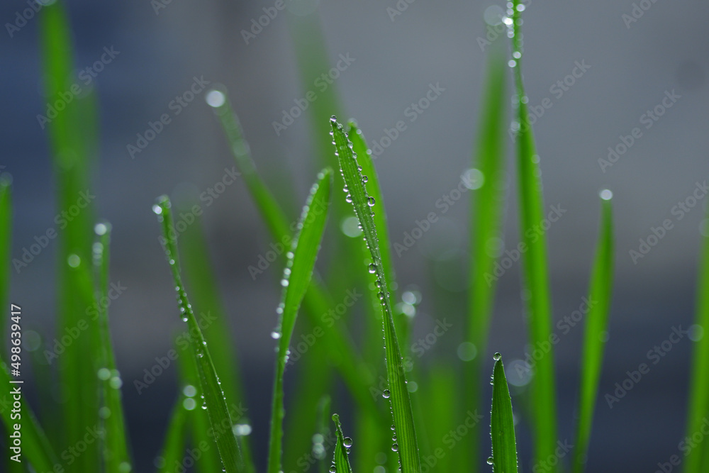 selective focus. Spraying water, green grass. Macro, Close Up. Homegrown wheat sprouts close up. Microgreen of wheat macro shot. Green grass shoots sprouted from grains selective focus. Spraying water, green grass. Macro, Close Up. Homegrown wheat sprouts close up. Microgreen of wheat macro shot. Green grass shoots sprouted from grains