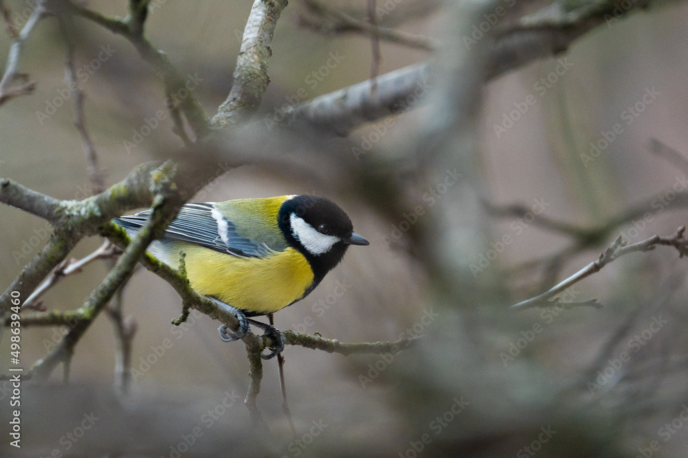 Cute Titmouse on a twig around the bird feeder in winter suburban forest