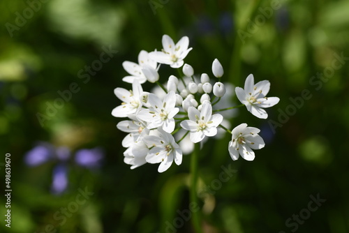 Allium cowanii (Allium neapolitanum) flowers. Amaryllidaceae pennial bulbouus plants. The flowering season is from April to June. photo