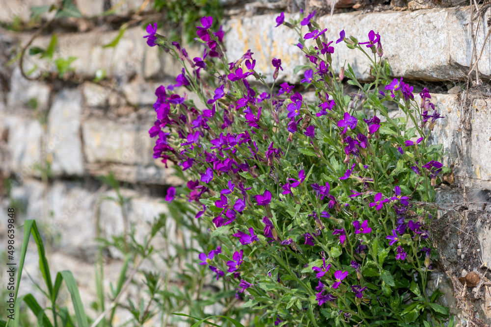 Obraz premium Lilacbush (aubrieta deltoidea) flowers in bloom