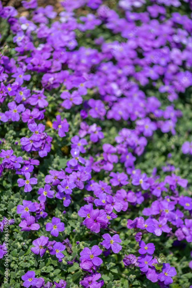 Lilacbush (aubrieta deltoidea) flowers in bloom Lilacbush (aubrieta deltoidea) flowers in bloom