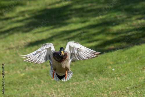 Mllard Duck Landing with Angel Wings