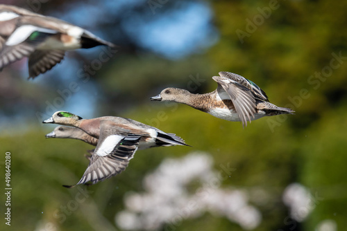 American Wigeons in Flight on a Sunny Spring Day
