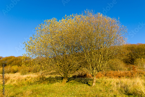 Autumn (fall) colors on the trees and leaves on a sunny day (Silent Valley, Wales)