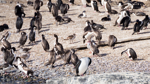 Obraz na plátně Penguin colony on Beagle channel, Argentina wildlife