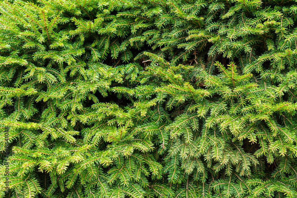Bright green spruce needles, plant background Bright green spruce needles, plant background